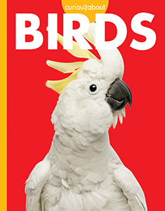 Cover Art for Curious about Birds