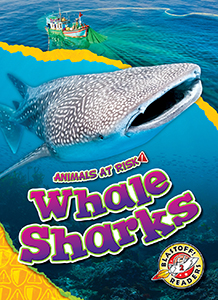 Cover Art for Whale Sharks