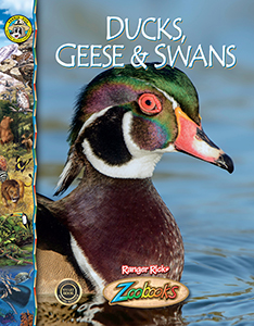 Cover Art for Ducks, Geese and Swans