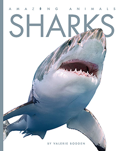 Cover Art for Sharks