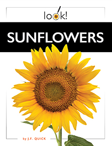 Cover Art for Sunflowers