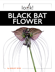 Cover Art for Black Bat Flower