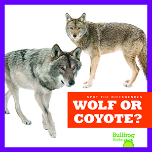 Cover Art for Wolf or Coyote?