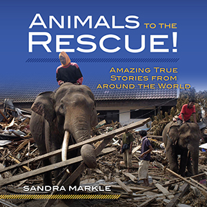 Cover Art for Animals to the Rescue!: Amazing True Stories from around the World